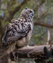 Owl / ***