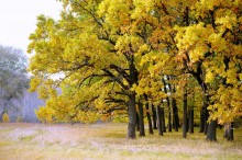 Oak Grove at the bend of the Don. / ***