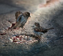 &quot;Fight the Spartans&quot; / ***