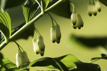 Bells / ***
