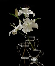 The Three Graces / ***