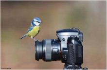Sie ausziehen, ausziehen mich, den Fotografen. / ***