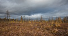 Mer Bleue Bog / Mer Bleue Bog