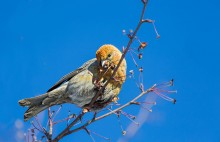 Crossbill / ***