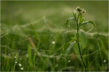 ... Autumn cobwebs clinging arms ... / ***