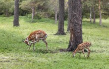 Deer / ***