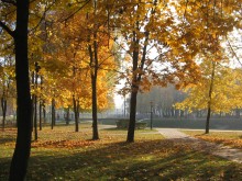 Foggy morning golden autumn / ***