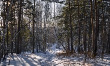 Fantasy forest. / ***