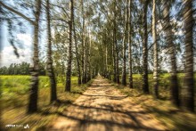 Birch Alley / ***