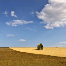 "Border" / ***