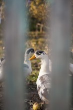 Gänse mit Äpfeln / ...