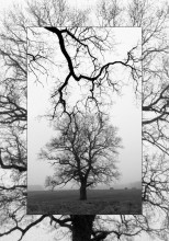oak / -------