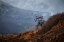 Warm winter. Carpathian Mountains. / ***