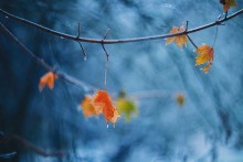 pushed autumn / ***
