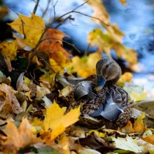 Duck / ***