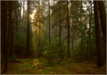 autumn forest / ***