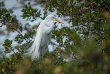 Snowy egret / The snowy egret (Egretta thula) is a small white heron. It is the American counterpart to the very similar Old World little egret, which has established a foothold in the Bahamas. At one time, the beautiful plumes of the snowy egret were in great demand by market hunters as decorations for women's hats. This reduced the population of the species to dangerously low levels.[citation needed] Now protected in the United States by law, under the Migratory Bird Treaty Act, this bird's population has rebounded.