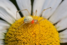 Enoplognatha ovata / ***
