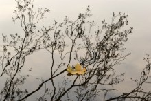 Autumn leaf / ***