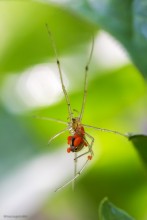 Enoplognatha Ovata / ***
