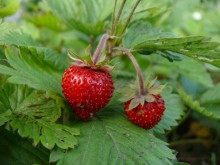 My favorite berry / ***