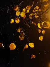 see rain fell in October / ***