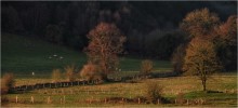 ... Bäume, Lamm, Morgen ... / ***