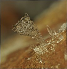Cup Rain ... / ***