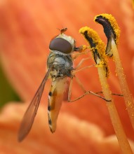 Fly hoverfly / -------