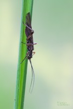 Caddis fly / ---
