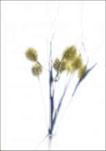 Effect oduvan / ***
