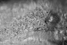 Effect Oduvan / [url=http://www.radikal.ru][img]http://s020.radikal.ru/i702/1501/df/324feec64e4e.jpg[/img][/url]