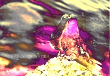 Pop Art Hato / "The greatest thing you'll ever learn Is just to love and be loved in return."