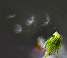 Effect oduvan / ////