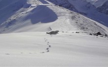 Snow leopard / ***