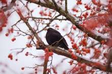 blackbird / ***