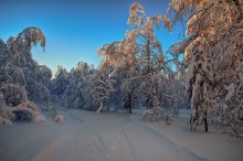 Evening light / ***