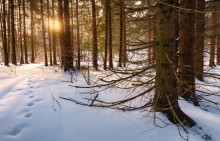 &quot;In the fairy forest ...&quot; / ***