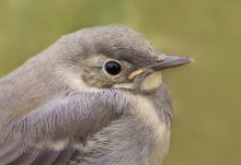 Fledgling Wagtails / -------