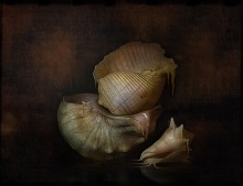 Shell 2 / ***