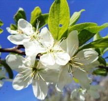 Plum blossom / ***