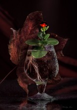 About seedlings. / ***