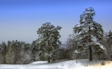 Two pine / ***