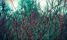 Red bush / ***