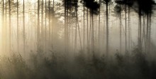 Dawn on the swamp / ***