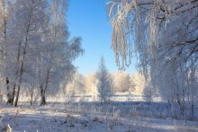 Winter Forest / ***