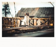 Land-Katze / ***