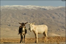 Turkmen Yin and Yang / ***