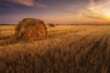 "The field" / ***