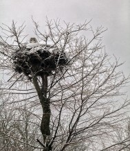 Good perched ... / ,,,